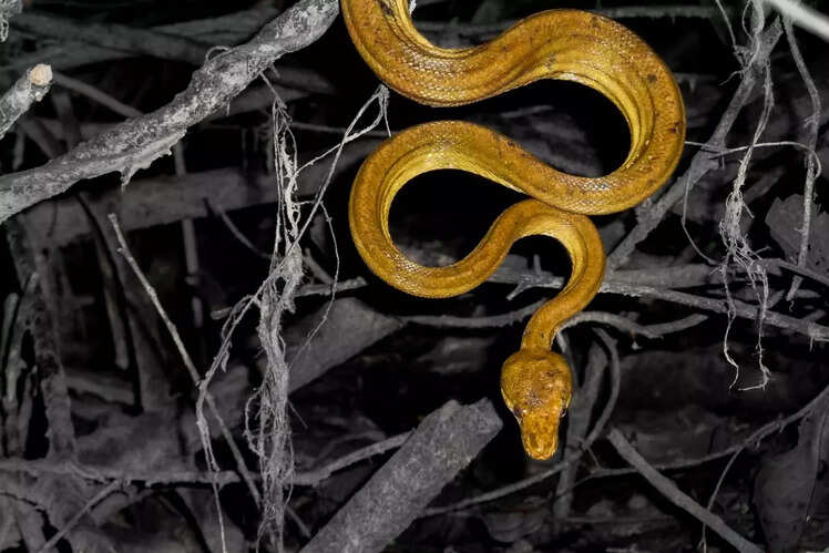 Snake Island, Brazil