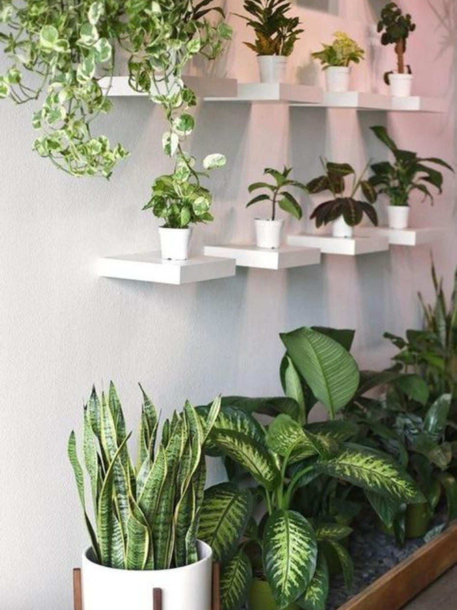 7 Indoor Plants Styling Ideas For Your Living Room | Times Now