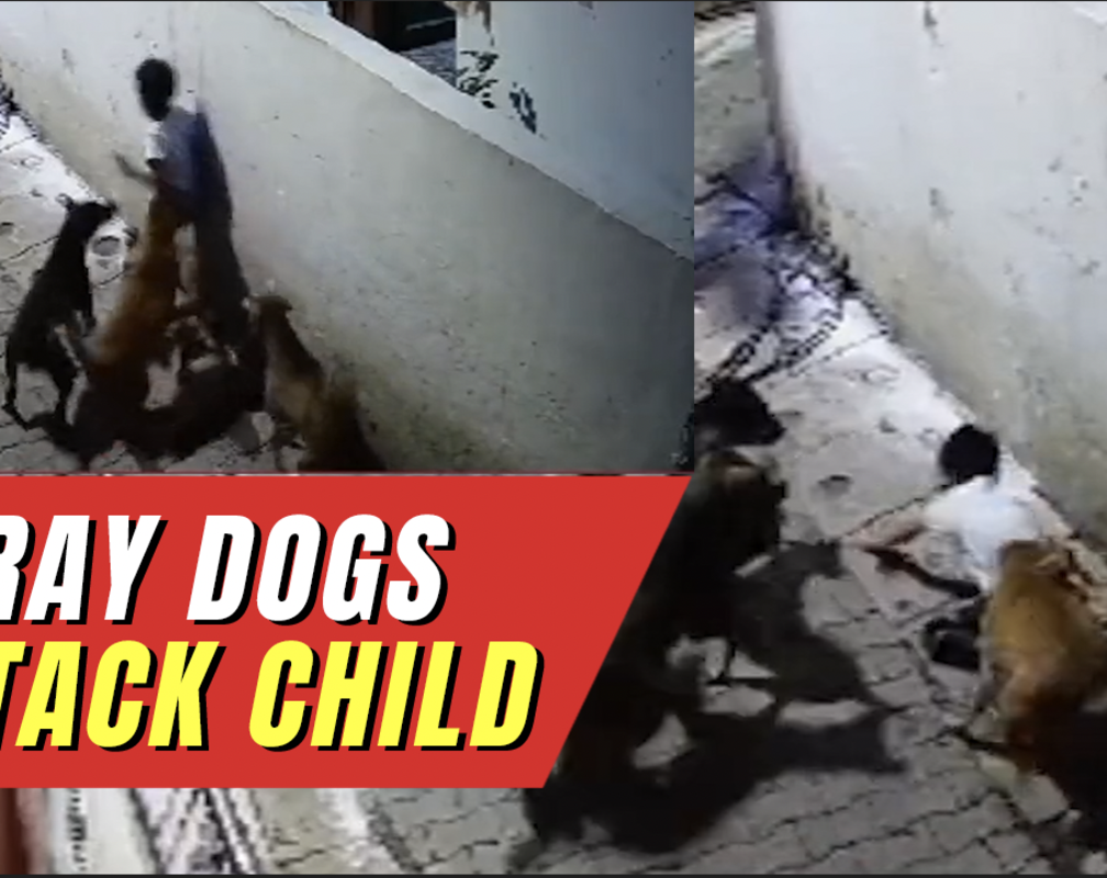 
Caught on cam: Pack of stray dogs attack child outside his home
