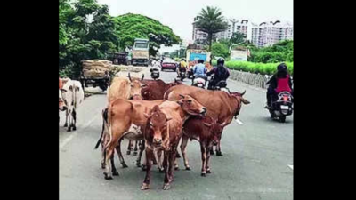 Cattle menace still a serious issue for OMR residents