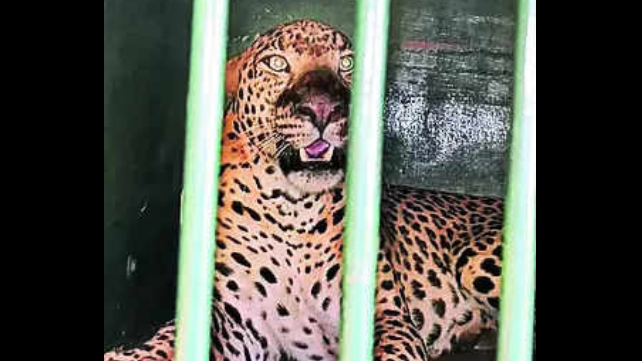 Leopard Scare: Leopard scare comes back to haunt devotees trekking up to  Tirumala