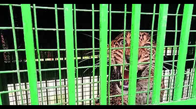 2 leopards caught in Bijnor villages