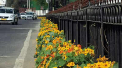 Flowering plants to light up stretch from IGI to Rajghat