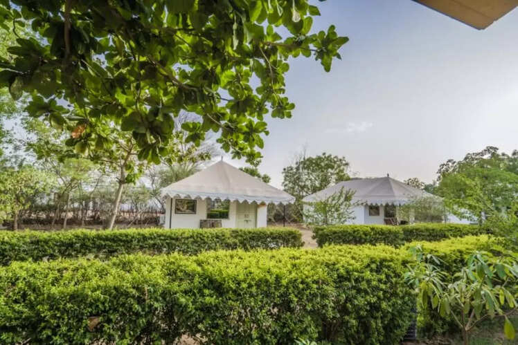 Varawal Leopard Camp, Jawai