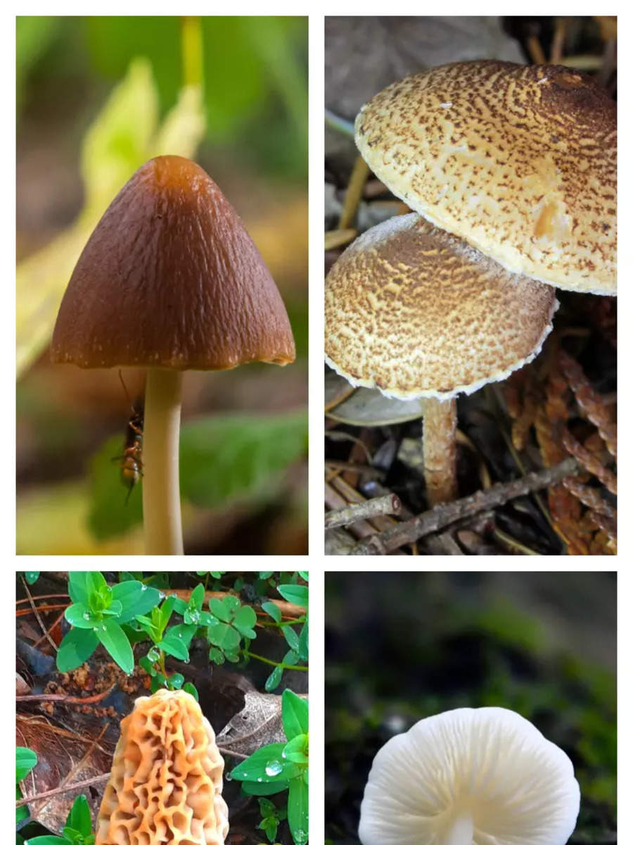 Poisonous Mushrooms 8 Worlds Most Poisonous Mushrooms One Should Never Consume Times Of India 6249