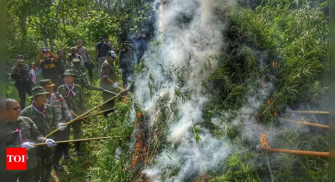Marijuana Plantation: Indonesia burns marijuana plantation that was discovered by drones