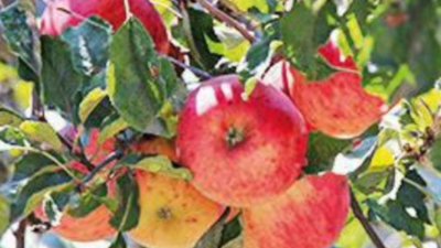 Uttarakhand to promote local apples in market