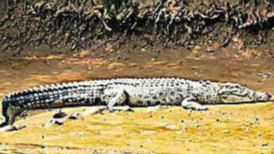 Crocodile kills woman in Jajpur village, video goes viral
