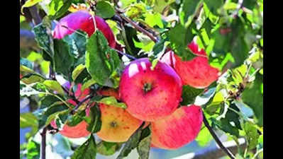 U’khand to promote local apples in market