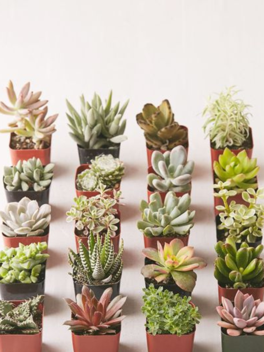 7 Cute Succulent Plants To Keep At Your Office Desk Times Now