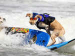 ​Canines show off their skills and conquer the waves at World Dog Surfing Championships