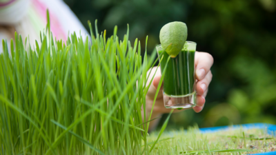 Wheatgrass benefits: Here's why it is a green powerhouse of nutrients