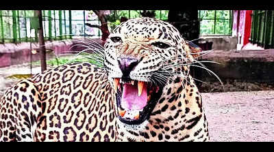 Residents of Burhanpur’s posh colony in panic over ‘leopard’
