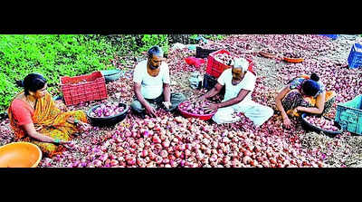 Bharati Pawar: Nafed to procure extra 2L metric tonnes of onions