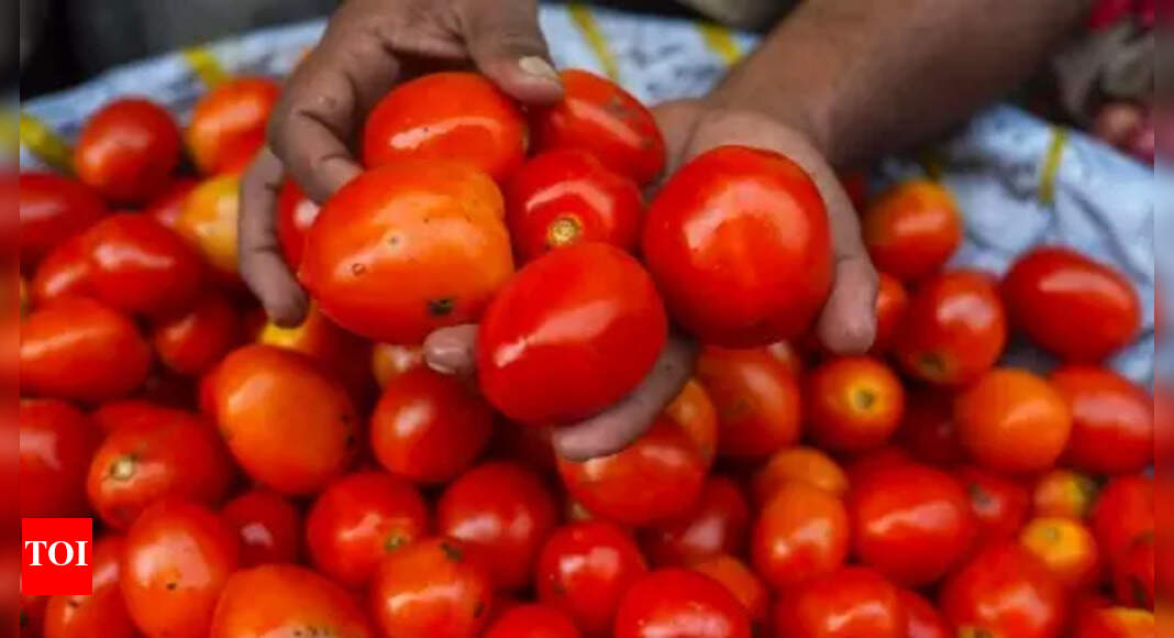 Relief for common man: Tomato prices set to decline as wholesale prices fall over 30% – Times of India