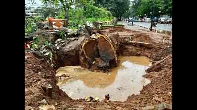 After heritage trees fall, CCP’s plan to replant crashes