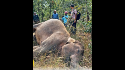 ECoR to install device to prevent elephant deaths from train hits