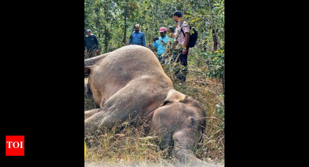 ECoR to install device to prevent elephant deaths from train hits ...