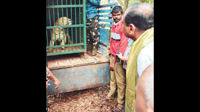 Leopard attack fears lead to fall in devotees trekking to Tirumala