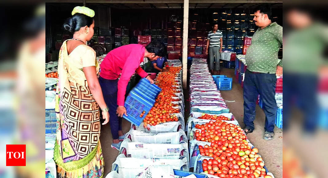 Tomato Prices: Tomato Prices Crash At Nashik Mandis | Nashik News ...