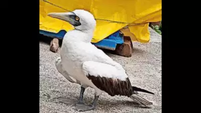 Rare sea bird spotted at Korlai beach in Raigad