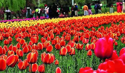 Srinagar'S Tulip: Srinagar's tulip garden enters record books with 1.5mn  flowers | India News - Times of India
