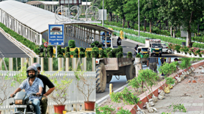 G20 summit in Delhi: Potted plants to fill in for green spaces