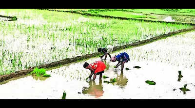 Rains almost over but only 50% of paddy fields sown