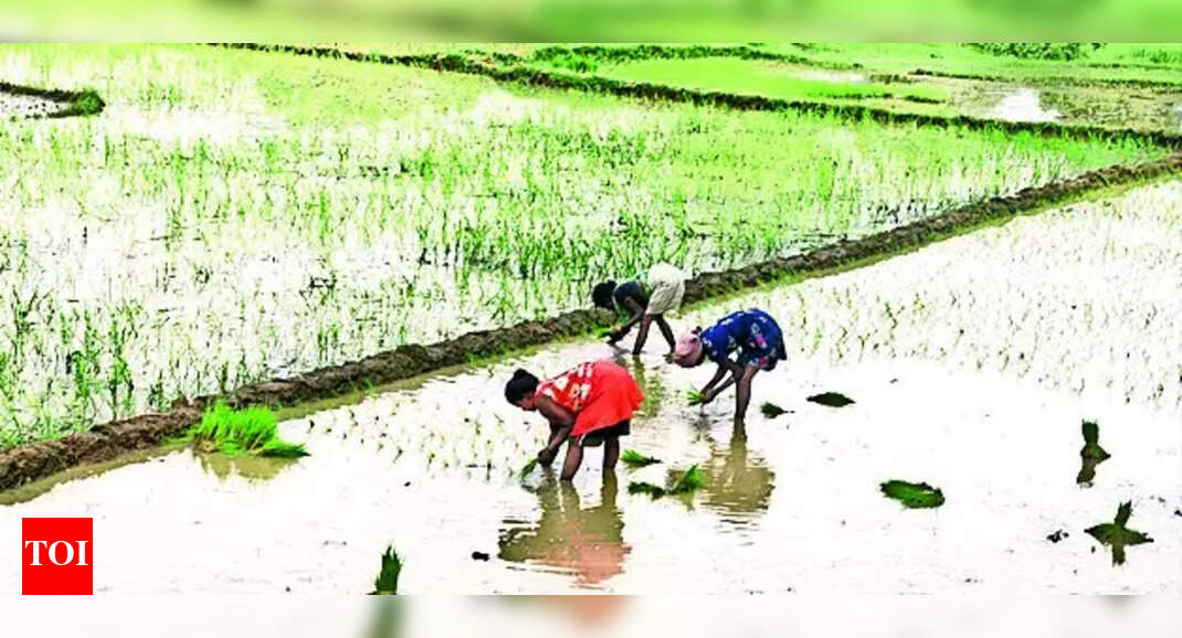 Paddy Fields: Rains Almost Over But Only 50% Of Paddy Fields Sown ...