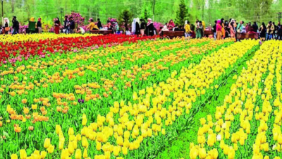 With 1.5m flowers, Srinagar's tulip garden blossoms into Asia's largest
