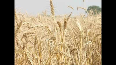 Wheat production in Madhya Pradesh drops for 3 years