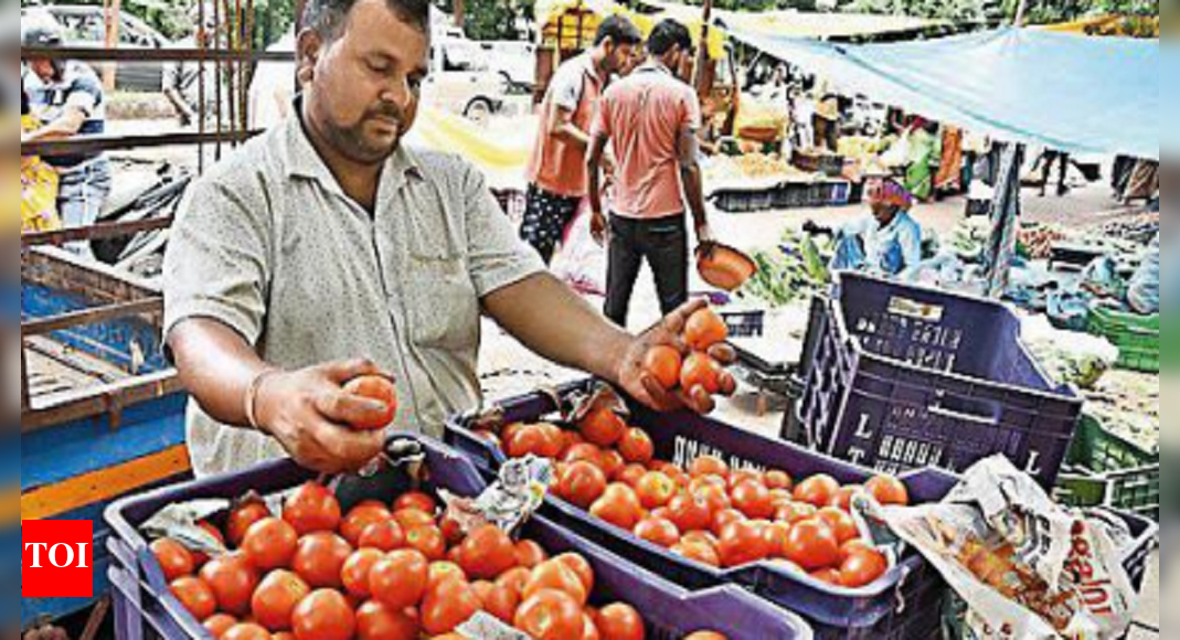 Tomato: Tomato price back to normal in city, kitchen budget stabilizes