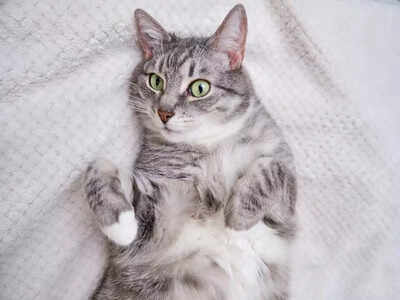 Finding homes for adult cats | Kochi News - Times of India