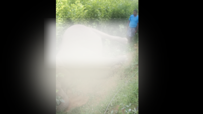 Wild elephant electrocuted in Andhra Pradesh’s Chittoor district ...