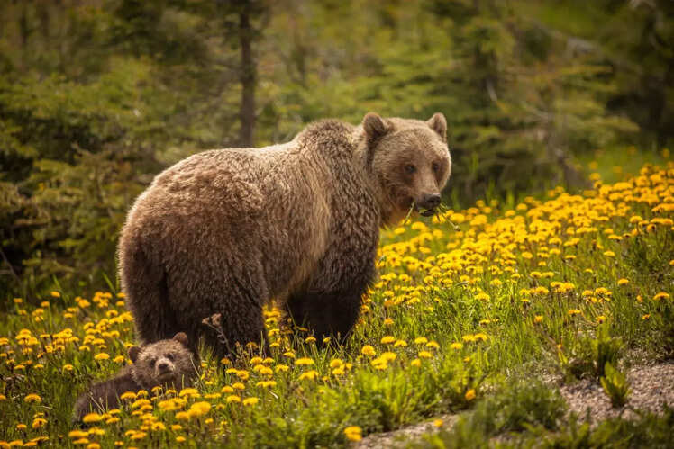 Banff National Park