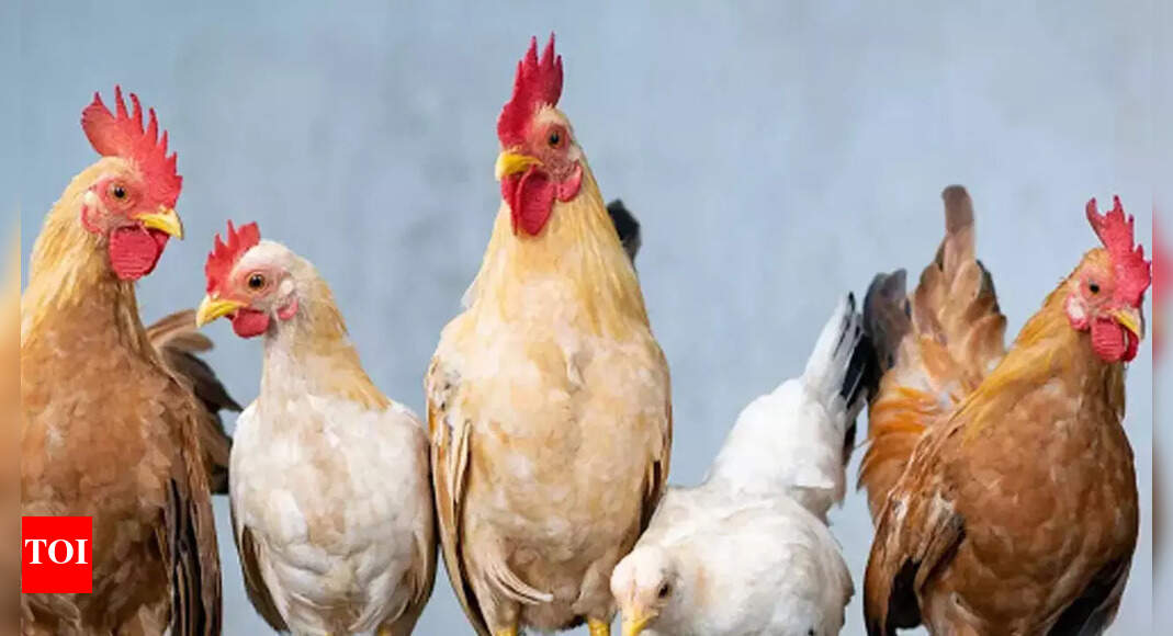 Poultry Farms Kerala Needs 1cr Kg Chicken Weekly, Relies On Other