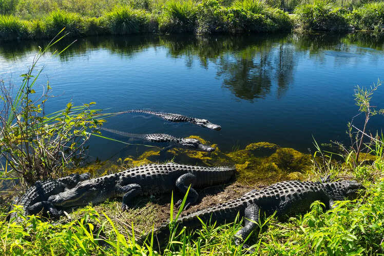 Everglades National Park