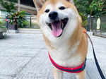 25 adorable pictures of Cheems, the Shiba Inu dog who inspired viral memes