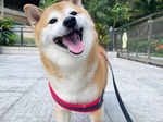 25 adorable pictures of Cheems, the Shiba Inu dog who inspired viral memes