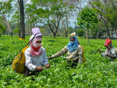 14 injured in Chopra tea garden clash
