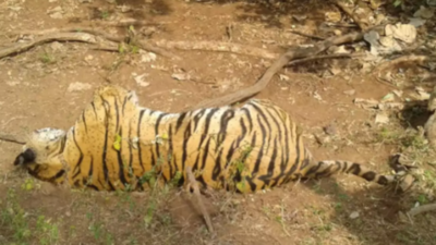 15-yr-old tigress dies of cardiac arrest in Patna zoo