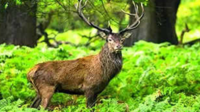 UP Forest Dept To Roll Out Plan For Better Swamp Deer Habitats In Oct ...