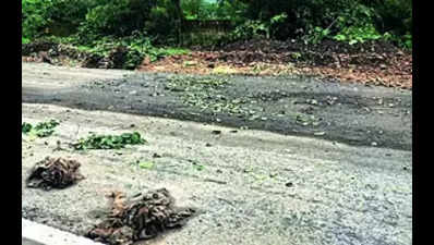 Green Gone: Four trees chopped on Amravati Road
