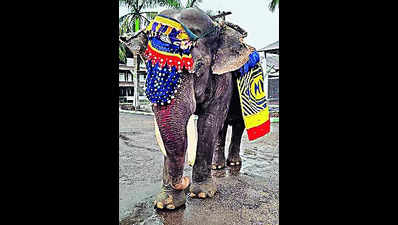 Oldest captive elephant dies in Assam tea garden at 89