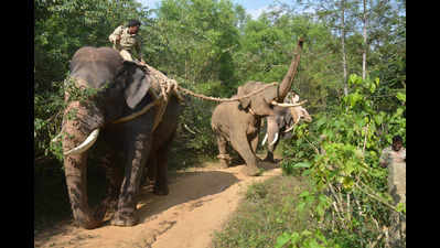 Karnataka forest dept to tag elephants with radio collars