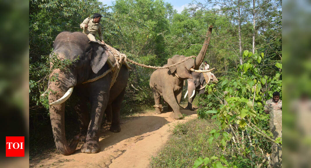 Karnataka Elephants Karnataka forest dept to tag elephants with radio