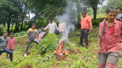 Ganja plants destroyed on over five acres in Andhra Pradesh's ASR district
