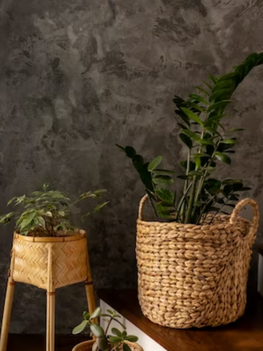 Indoor Plants For Rooms 7 Best Indoor Plants For Rooms Without