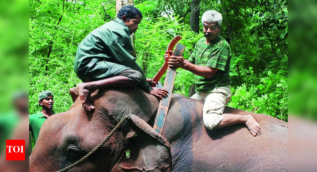Radio Collars To Prevent Loss Of Life, Elephants To Be Tagged With