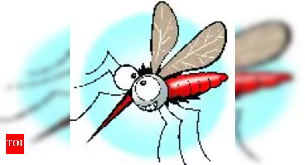 Mosquitoes Unused Coolers Are Breeding Grounds For Dengue Mosquitoes